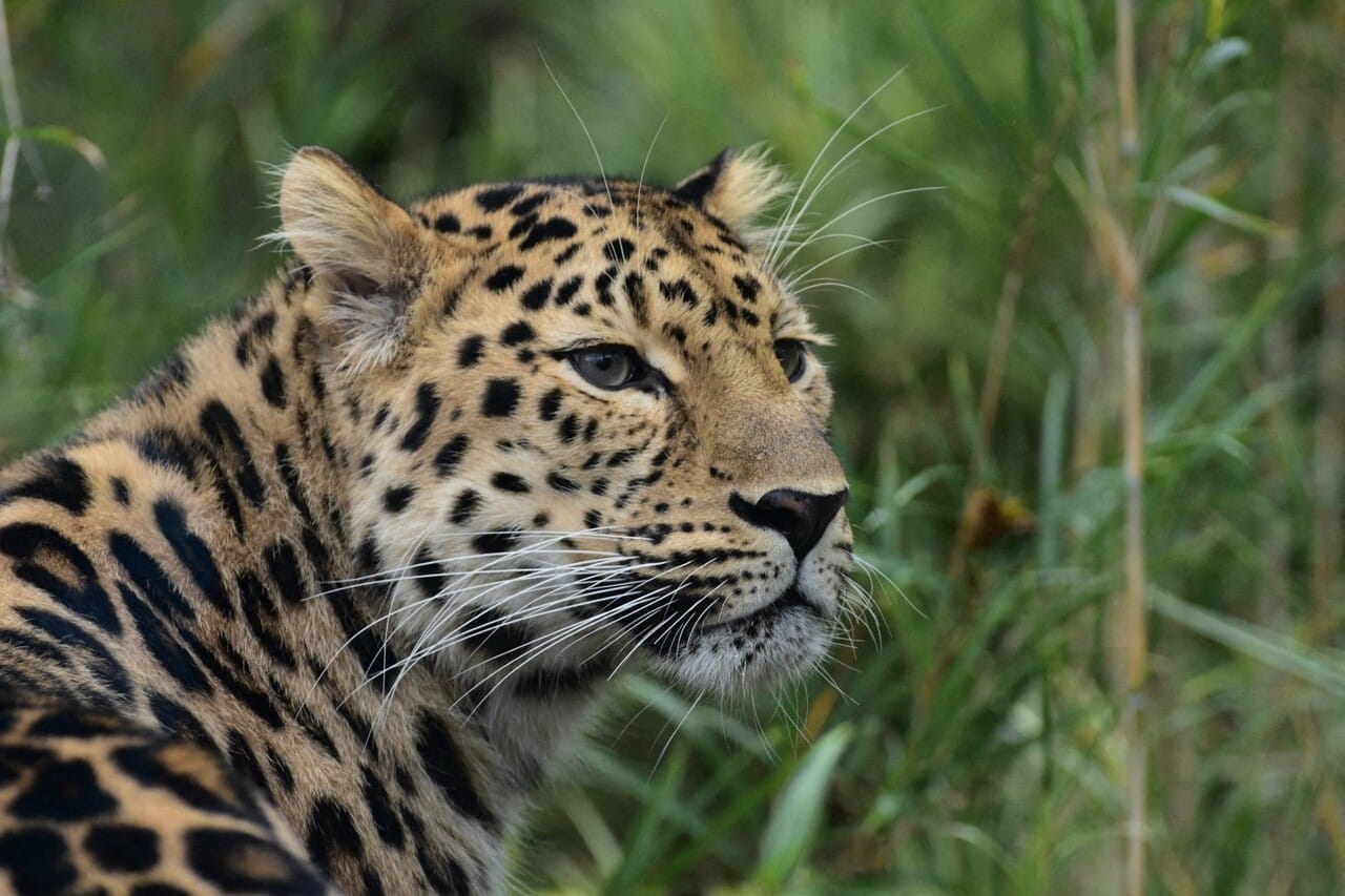 Lyon : ces panthères menacées pourraient quitter le zoo du parc de la Tête d'Or
